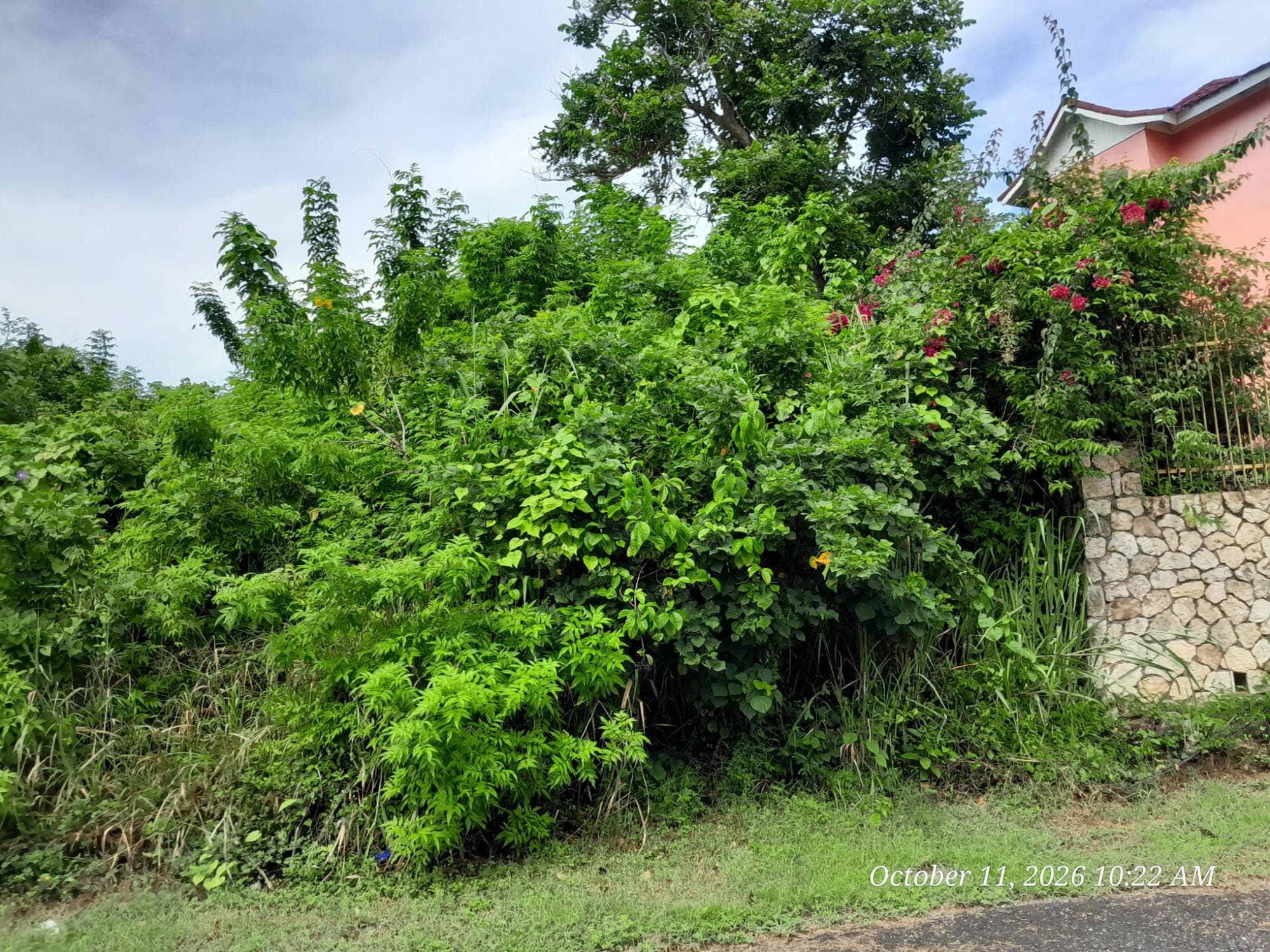 242 ORCHARD GARDENS