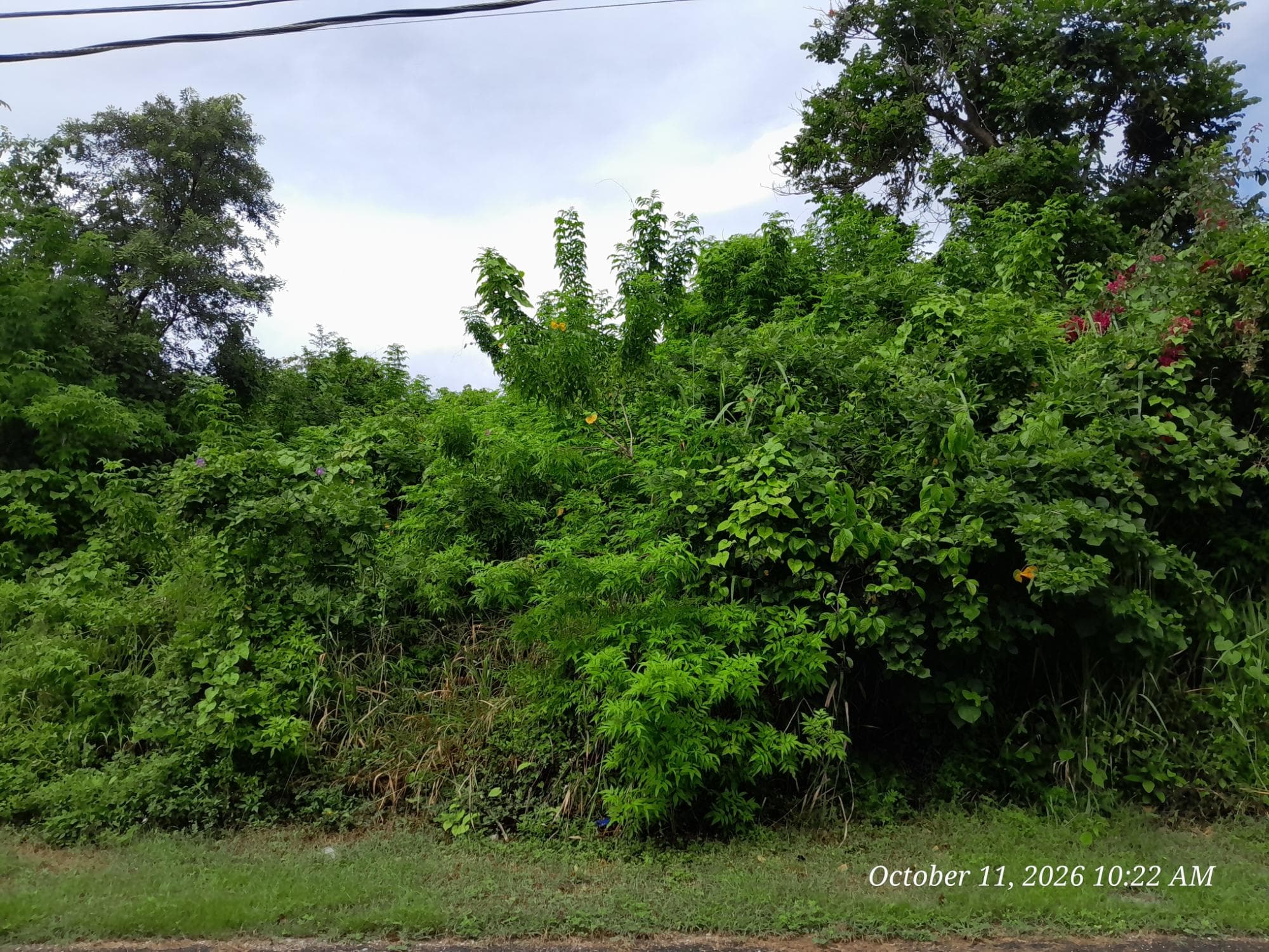 242 ORCHARD GARDENS photo 2
