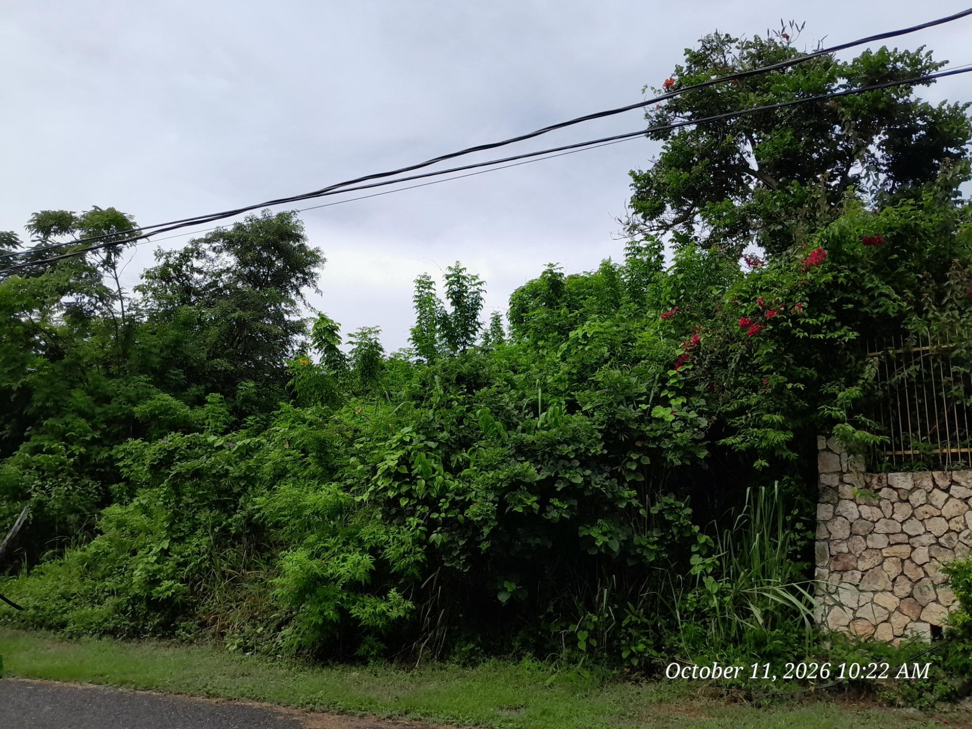 242 ORCHARD GARDENS photo 5