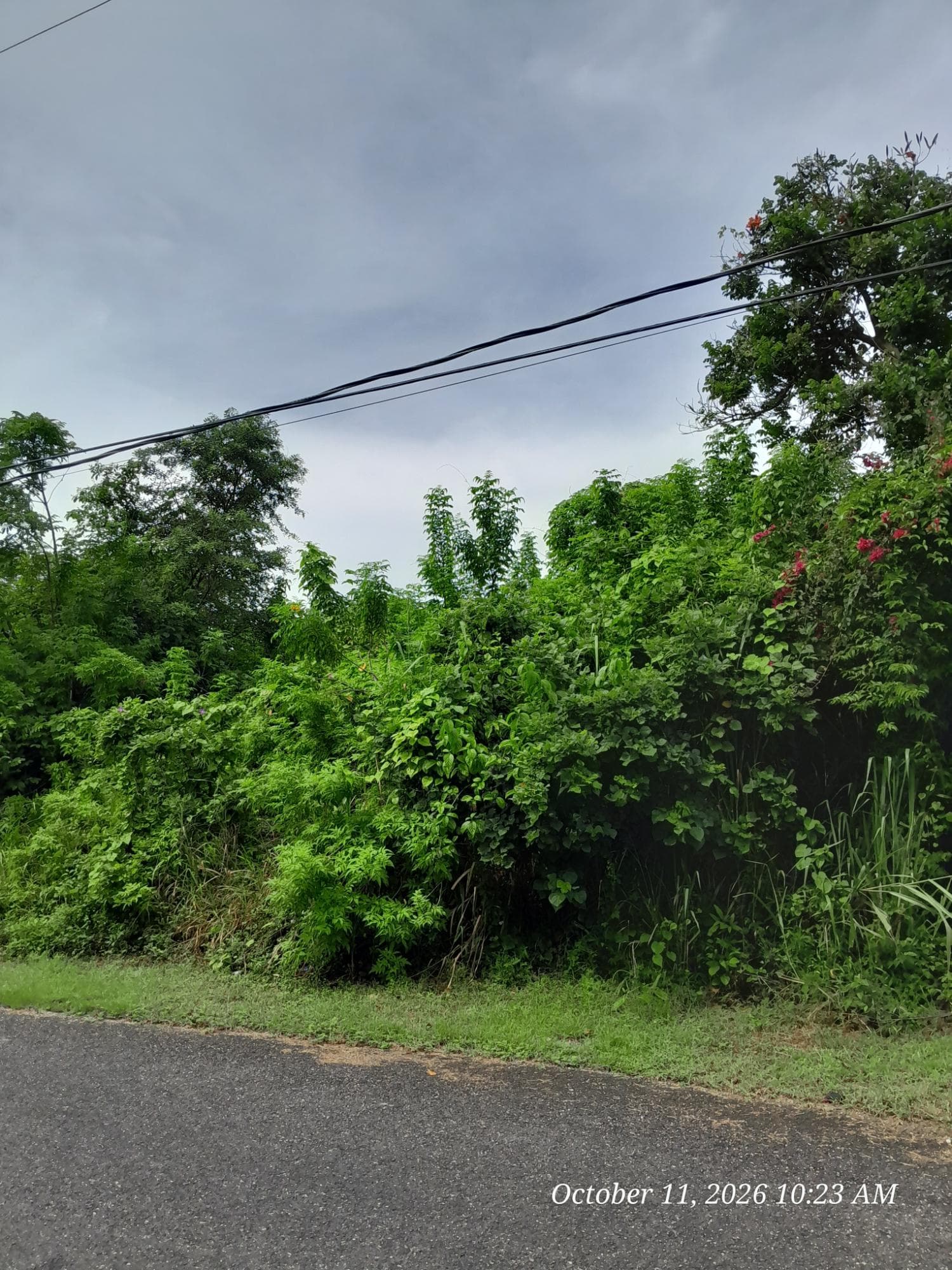 242 ORCHARD GARDENS photo 8