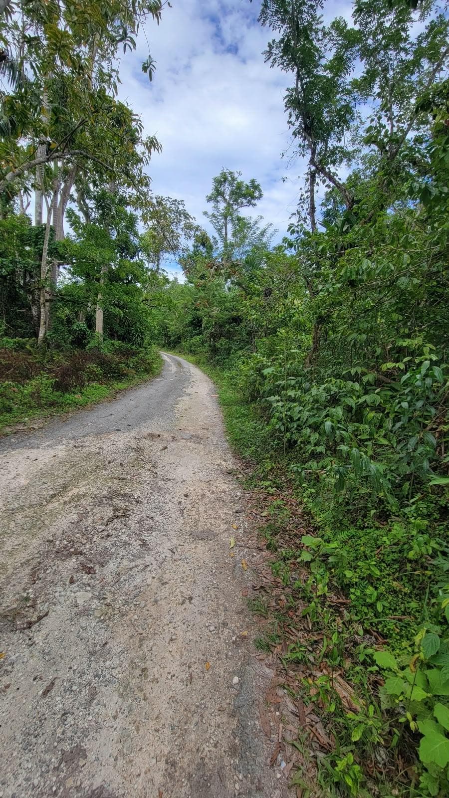 Lot 2 MAMMEE RIDGE, LIME HALL photo 11