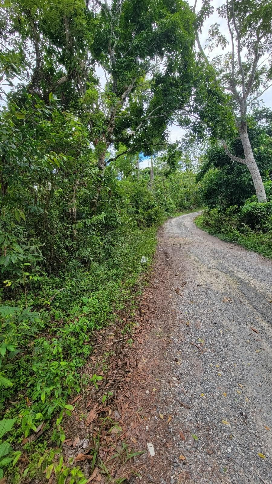 Lot 2 MAMMEE RIDGE, LIME HALL photo 12