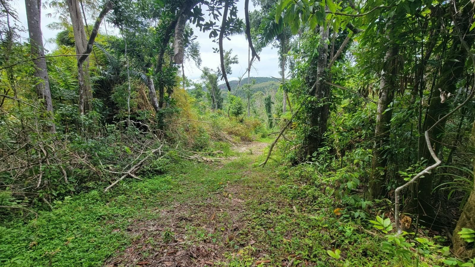 Lot 2 MAMMEE RIDGE, LIME HALL photo 2