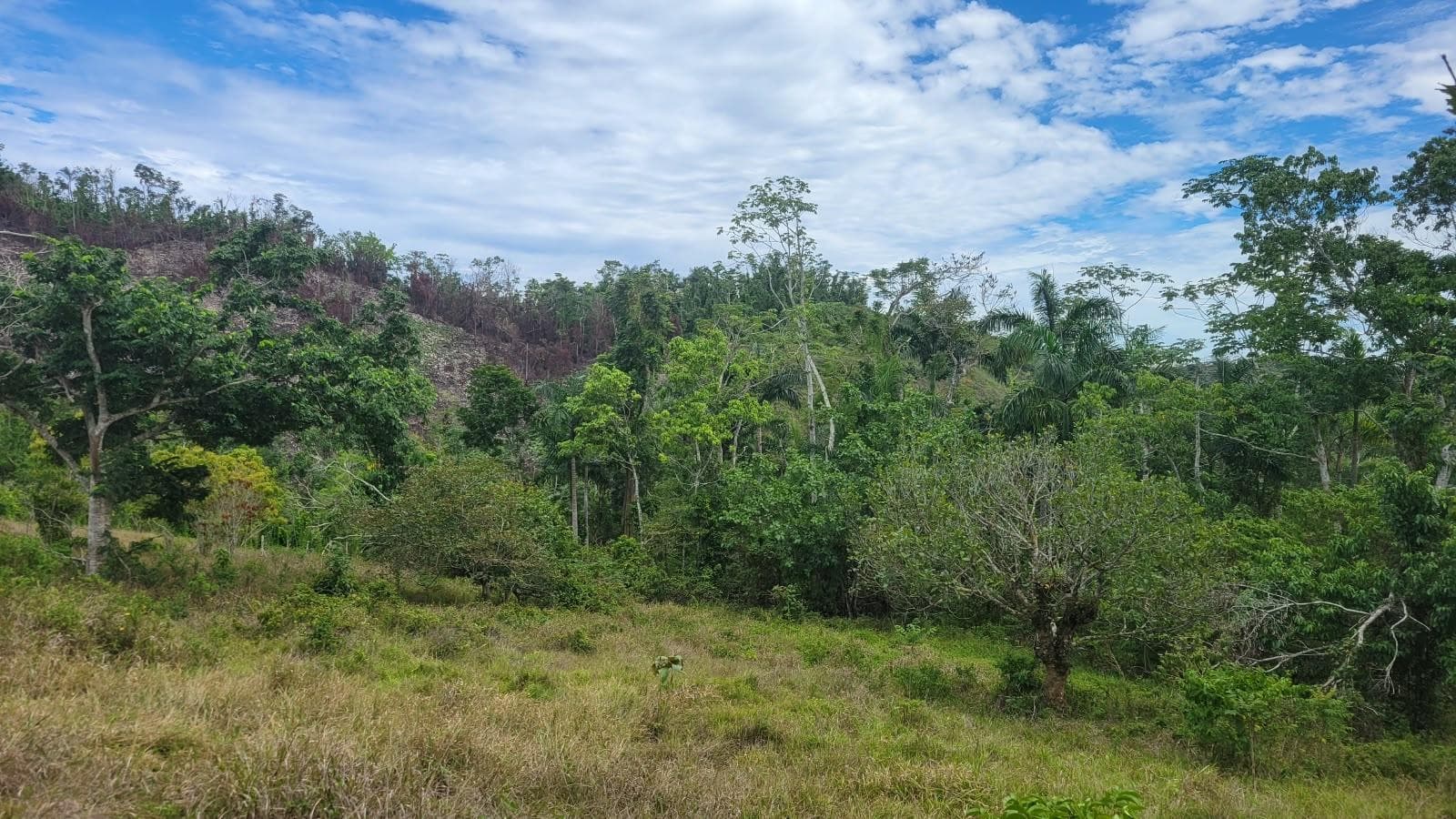Lot 2 MAMMEE RIDGE, LIME HALL photo 8
