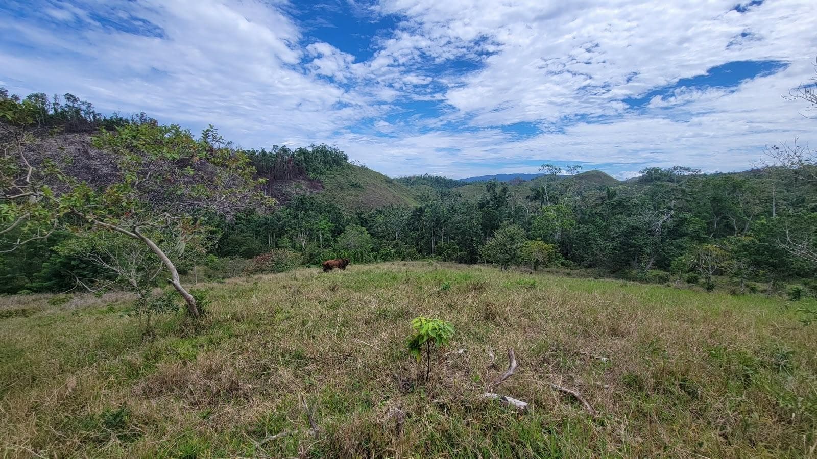 Lot 2 MAMMEE RIDGE, LIME HALL photo 9